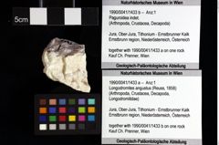 Foto (Objket + Etiketten) von Decapoda indet. 